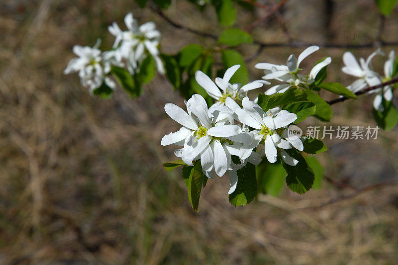 萨斯卡通浆果(Amelanchier alnifolia)在春天开花。